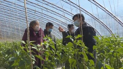 子長蔬菜開發(fā)中心 穩(wěn)防控、強(qiáng)技術(shù)、保供應(yīng)，全力守護(hù)“菜籃子”安全