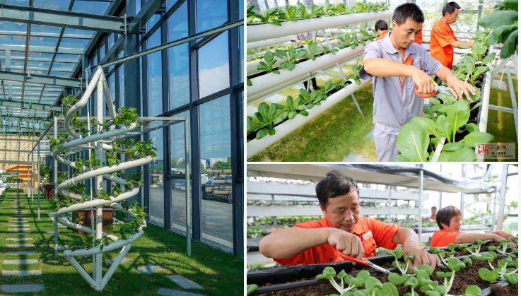 逆勢起飛 中源創(chuàng)能引領(lǐng)有機(jī)垃圾分散處理與種植技術(shù)革新